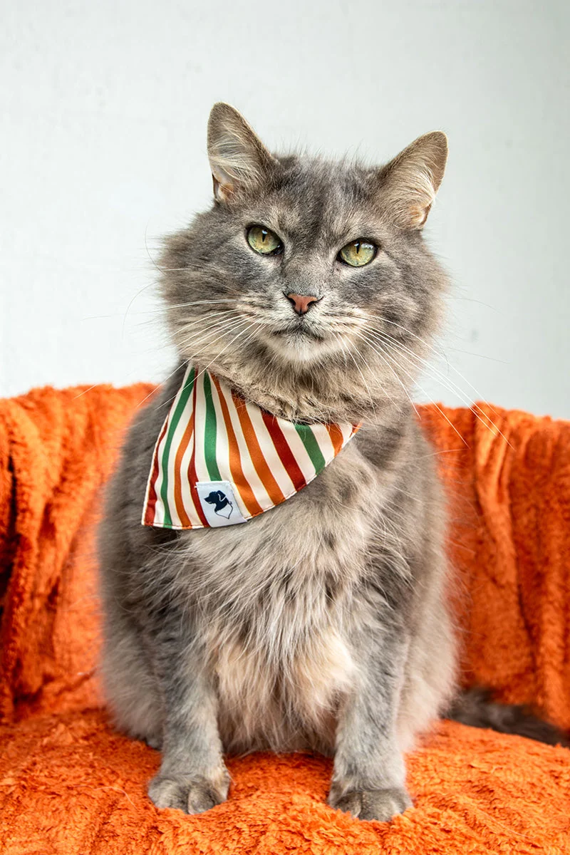 A cat in a striped Dog Bandana Co. bandana