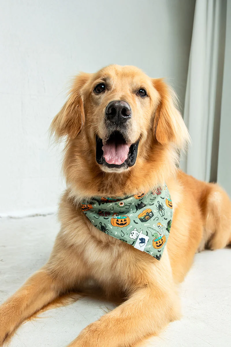 A golden retriever in a Dog Bandana Co. bandana
