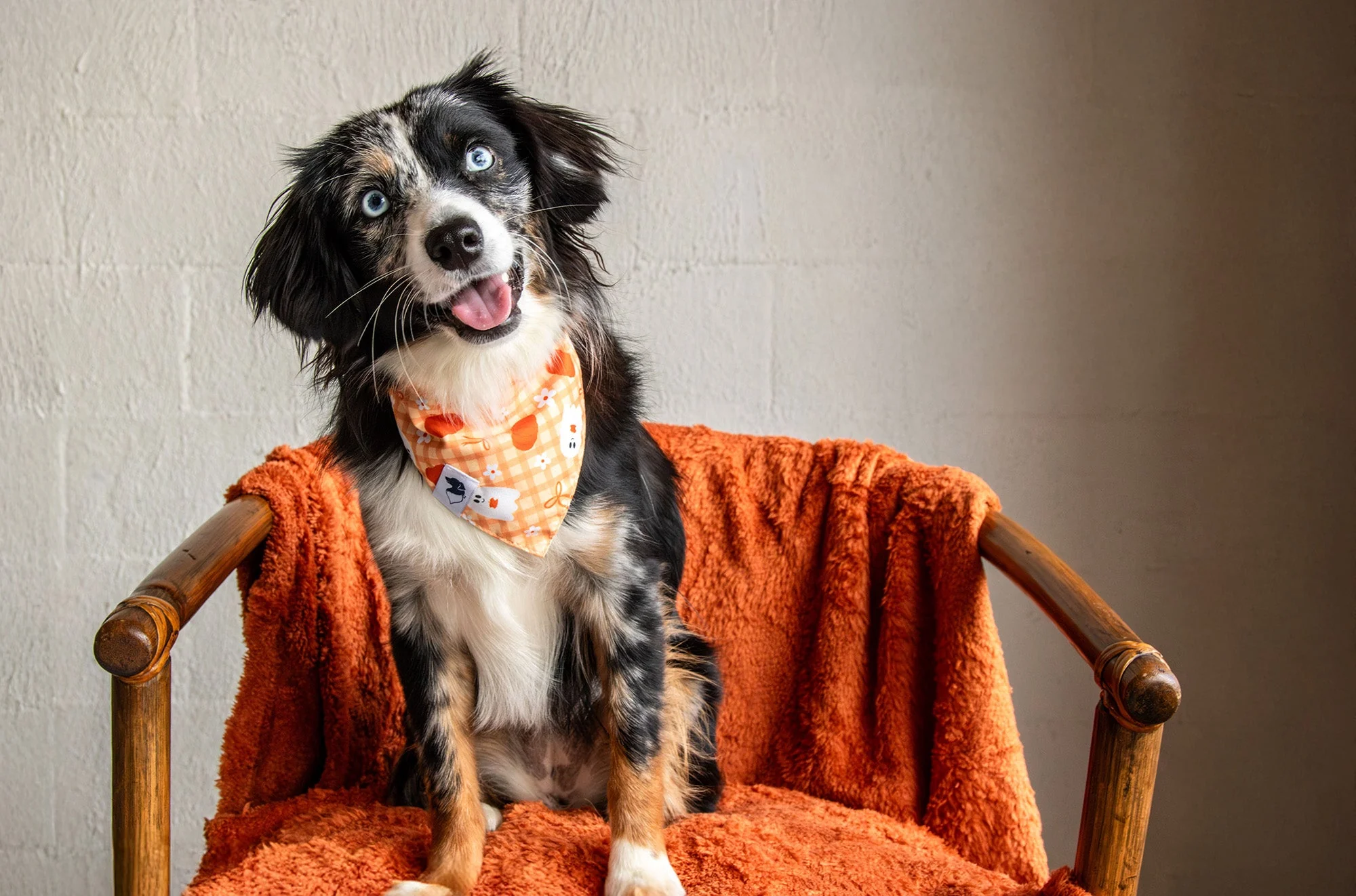 An Australian shepherd in a Dog Bandana Co. bandana